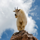 Image for article titled Loved Ones Talk Down Goat Standing On Mountain’s Edge
